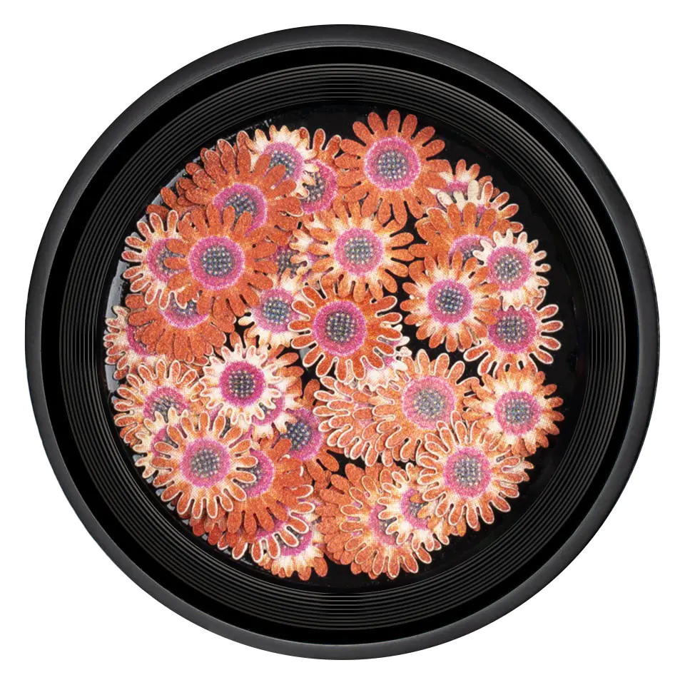 Decoratiuni Unghii Nail Art LUXORISE