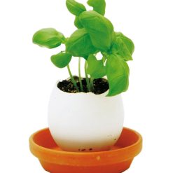 Noted set pentru cultivarea unei plante Eggling Herb Basil-Decorații și accesorii