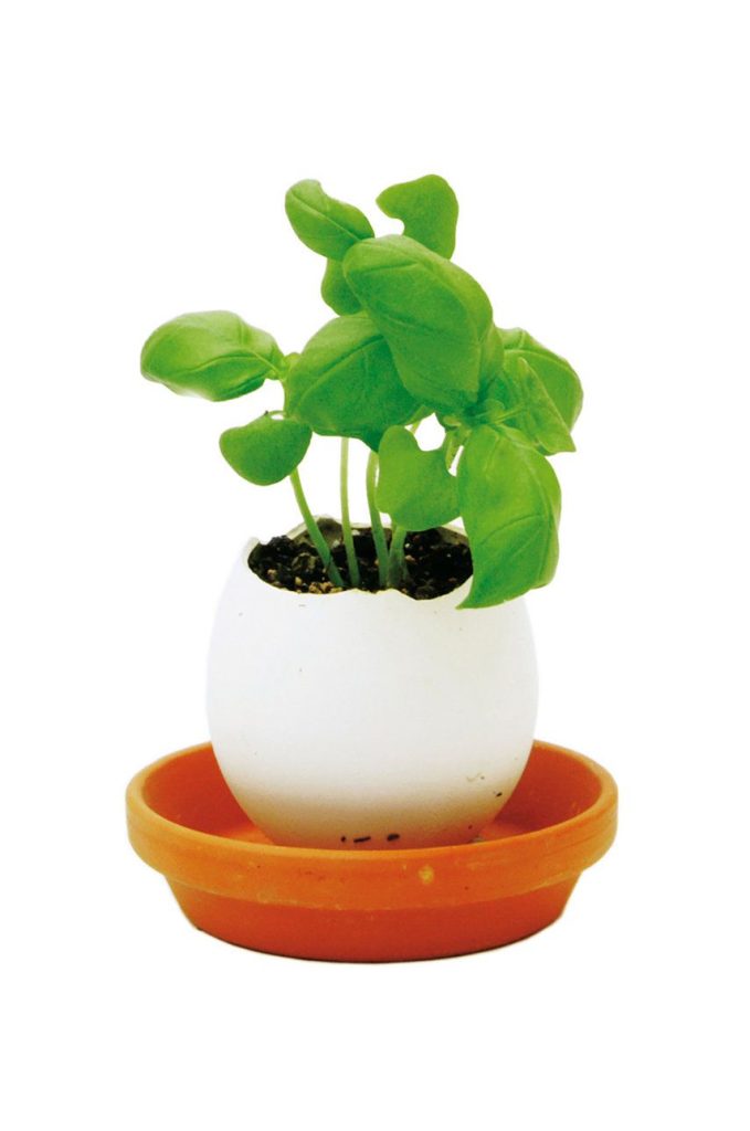 Noted set pentru cultivarea unei plante Eggling Herb Basil-Decorații și accesorii