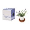 Noted set pentru cultivarea unei plante Eggling Lavender de Provence culoarea alb-Kit-uri DIY