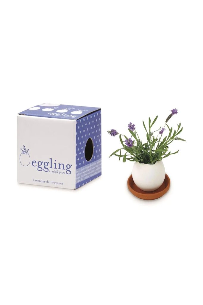 Noted set pentru cultivarea unei plante Eggling Lavender de Provence culoarea alb-Kit-uri DIY