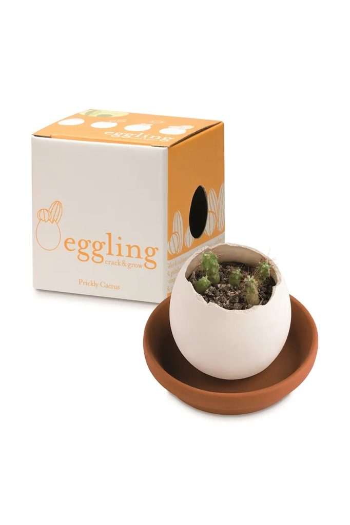 Noted set pentru cultivarea unei plante Eggling Prickly Cactus culoarea alb-Kit-uri DIY